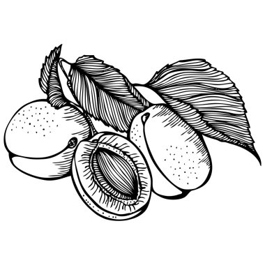 Kayısı tek renkli çizimi