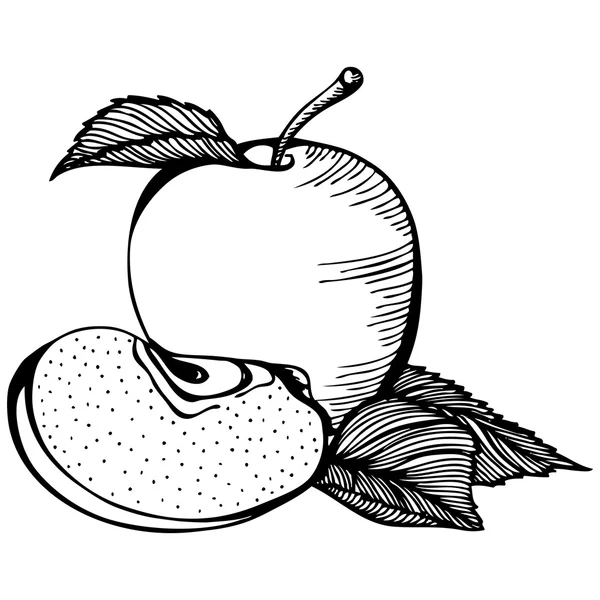 Apple monochrome drawing — Stock Vector