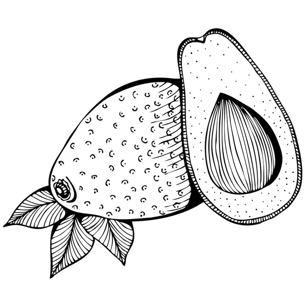 Монохромный векторный рисунок авокадо — стоковый вектор