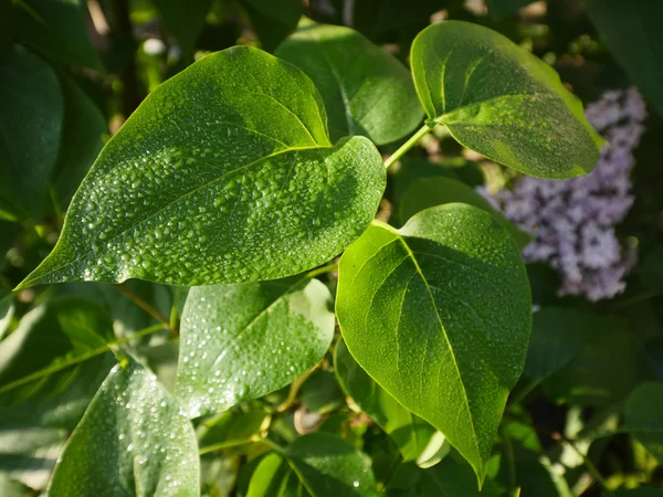 Leylak erken çiğ güneş ışığı altında bırakır.