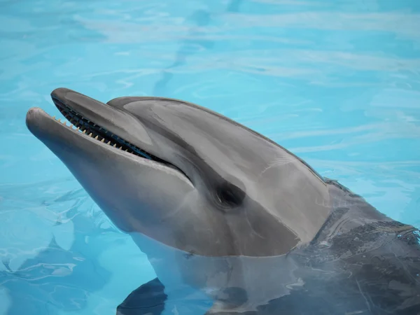 Gülen yunuslar yüz.