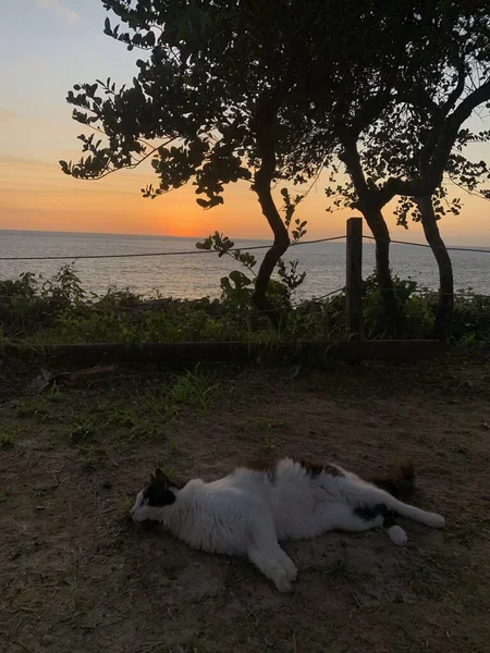 Kolombiya 'dan görüntüler
