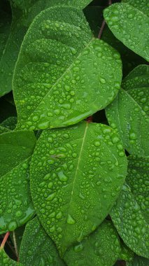 rain drop resting on leaves  after a rain