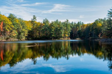 Princton Massachusetts 'teki Leominster Eyalet Ormanı' ndaki Cennet Göleti 'nin ormanında sonbahar yaprakları.