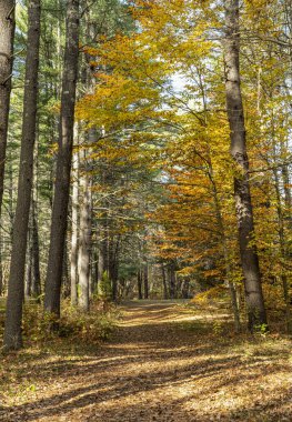 Pearl Hill Eyalet Parkı 'nın patikalarından birinde sonbahar geldi. Şehir Katliamı' nda.
