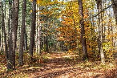 Pearl Hill Eyalet Parkı 'nın patikalarından birinde sonbahar geldi. Şehir Katliamı' nda.