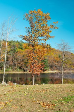 Leominster Massachusetts 'teki Barrett Park' ta sonbaharın sonlarında Colburn Gölü boyunca