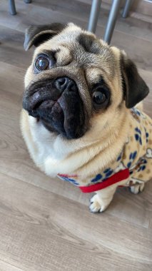 Üzgün bakışlı bir köpek.