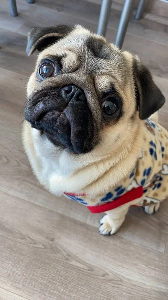 Üzgün bakışlı bir köpek.