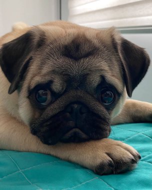 Üzgün yüzlü köpek.