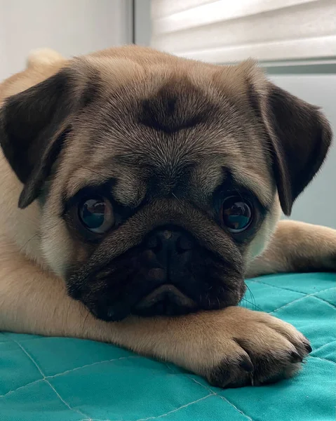 Üzgün yüzlü köpek.