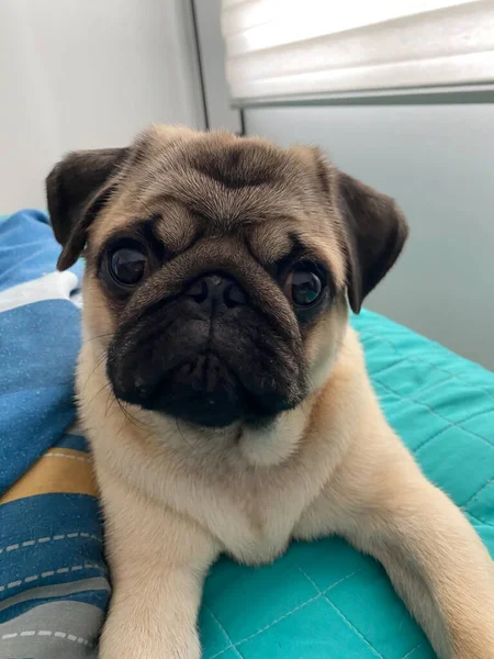 Üzgün yüzlü köpek yavrusu.