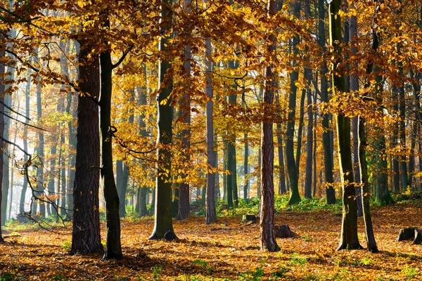 Renkli güneşli orman