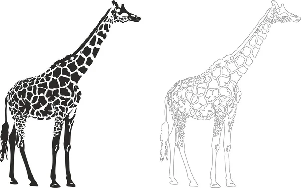 zürafa illüstrasyon vektör