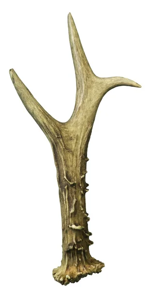 Beyaz arka plan üzerinde izole boynuz