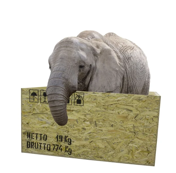 bir kutu içinde fil