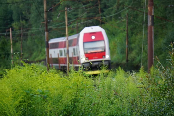 yeşillikler içinde tren
