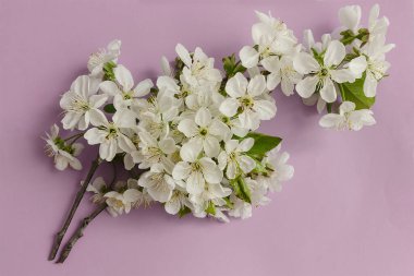 Pembe arka planda kiraz dalı. Yakın plan... Uzayı kopyala Romantik bahar arkaplanı.