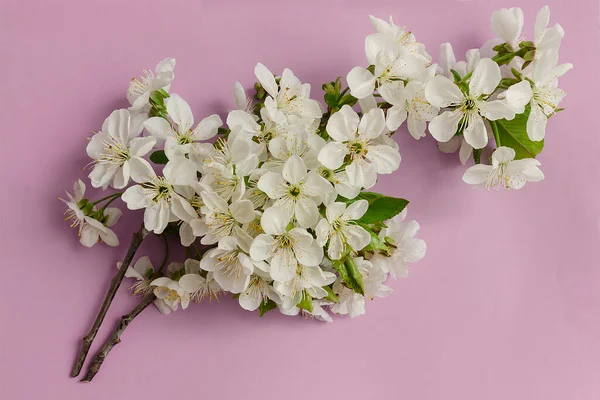 Pembe arka planda kiraz dalı. Yakın plan... Uzayı kopyala Romantik bahar arkaplanı.