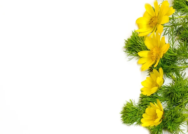 Bahar çiçekleri beyaz arka planda izole edilir. Adonis. Sarı adonis..