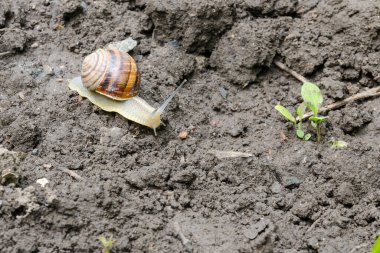 Kabuklu büyük bir salyangoz bahçede sürünüyor. Bahçede yaz günü. Haşerat, mahsulün yok edilmesi.