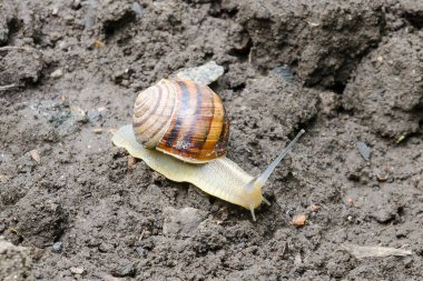 Kabuklu büyük bir salyangoz bahçede sürünüyor. Bahçede yaz günü. Haşerat, mahsulün yok edilmesi.