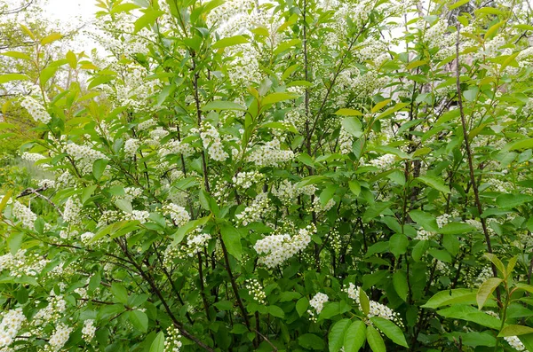 Yakın plan. Kuş kiraz çiçekleri. Baharda kiraz ağacı. Beyaz çiçek demetleri..