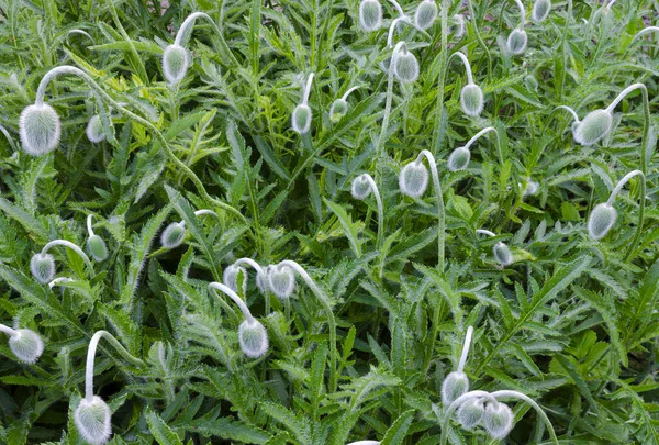 Yeşil otların üzerinde yeşil haşhaş tomurcukları. Doğal arka plan. Serbest bırakılmamış çiçekler