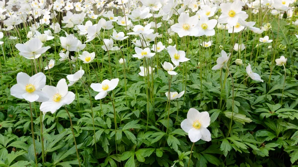 anemon (Anemone nemorosa) Anemone. Beyaz bahar çiçekleri. Çiçekli açıklık. Boşluğu kopyala.