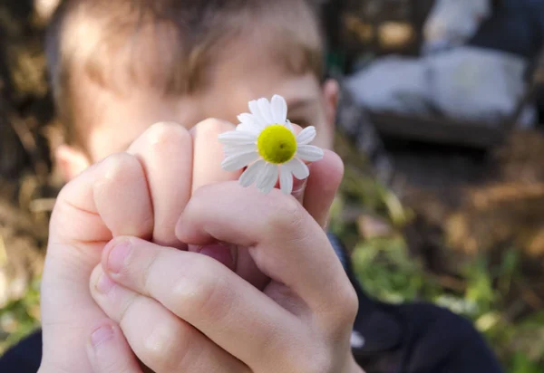 Bir çocuğun elleri papatya çiçeği tutar. Arka planda bulanıklık var..