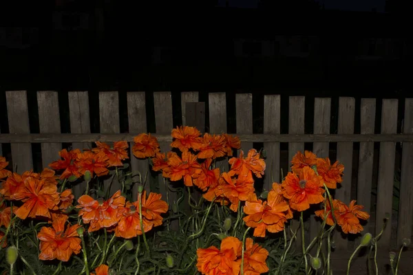 Geceleri aydınlatılmış kırmızı gelincikli bir çiçek tarlası. Köy çitleri. Gece çekimleri. Ahşap bir çitin arkasında gelincikler..