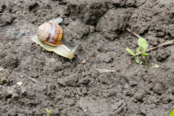 Large Snail Shell Crawling Garden Summer Day Garden Pest Destruction — Stock Photo, Image