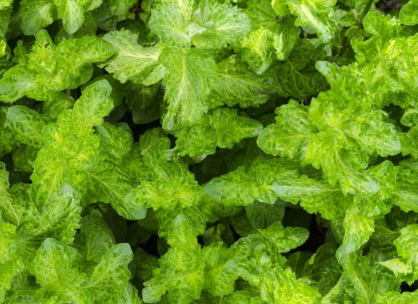 Yazın yeşil nane yaprakları. Süslü bahçe bitkisi. Büyük yeşil nane yapraklı arka plan. Şifalı şifalı bitki..