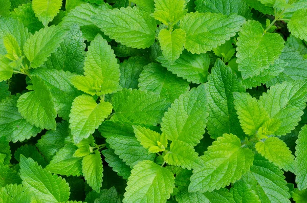 Yazın yeşil limon merhemi yaprakları. Süslü bahçe bitkisi. Melissa 'nın arka planında büyük yeşil yapraklar. Şifalı şifalı bitki..