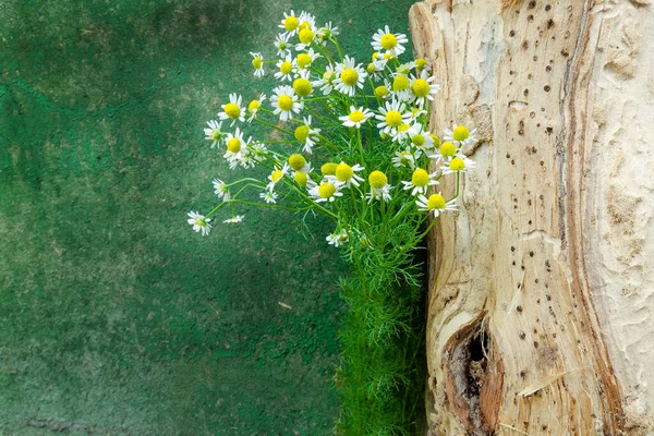 Kırsal bir arka planda çiçekli kütük. Yaya taşı. Uzayı kopyala Papatyalar. Ürünün reklamını yapmak için arka plan.