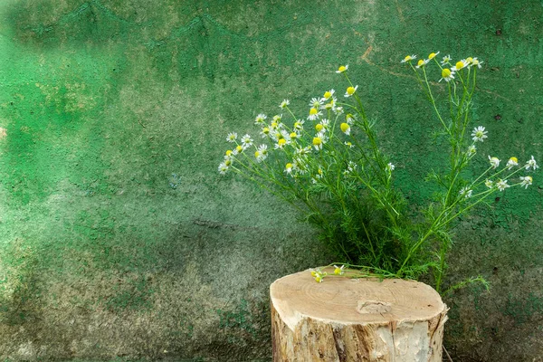 Kırsal bir arka planda çiçekli kütük. Yaya taşı. Uzayı kopyala Papatyalar. Ürünün reklamını yapmak için arka plan.