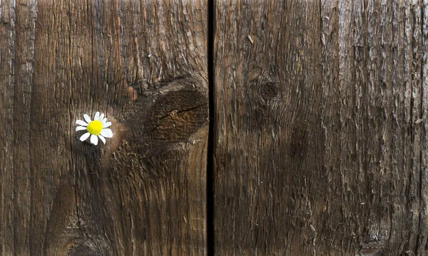 Tahta bahçe masasında papatya çiçeği. Bir çiçek. Kopyalama alanı olan üst görünüm