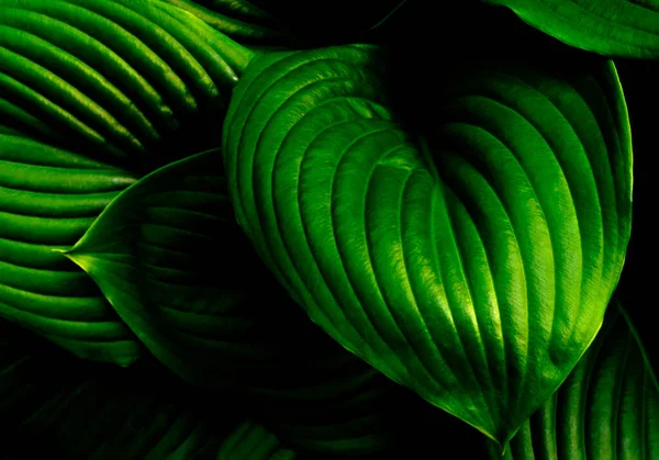 Feuilles Vertes Hôtes Été Concept Vie Verte Plante Ornementale Jardin — Photo