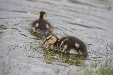 İlkbaharda Mallard ördekleri, Kuzey Yorkshire, Birleşik Krallık. Yaban ördeği veya ördek (Anas platyrhynchos)
