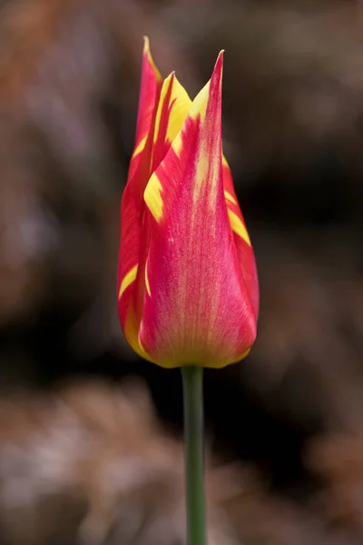 Tulpe Var Feuerwerk Blume Mit Gelben Und Orangen Blütenblättern North — Stockfoto