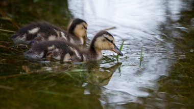 İlkbaharda Mallard ördekleri, Kuzey Yorkshire, Birleşik Krallık. Mallard ördeği (