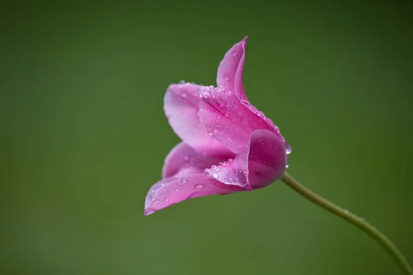 Pink Tulip Flower Raindrops Green Background Garden Springtime England United — Stock Photo, Image