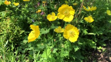 Galli gelincikler baharda bir bahçede yavaşça hareket ederler.