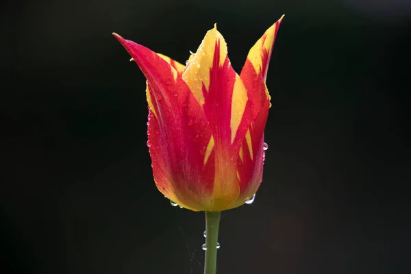 Fleur Rouge Jaune Feux Artifice Tulipe Avec Gouttes Pluie Yorkshire — Photo