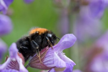 Ağaç Bumblebee (bomba hipnozu) Haziran ayında bir bahçede adaçayı çiçekleri üzerinde, Kuzey Yorkshire, İngiltere, Birleşik Krallık