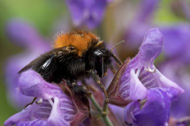 Ağaç Bumblebee (bomba hipnozu) Haziran ayında bir bahçede adaçayı çiçekleri üzerinde, Kuzey Yorkshire, İngiltere, Birleşik Krallık