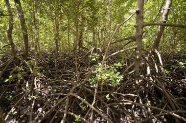 Mangrovlar Jozani Ormanı Ulusal Parkı, Zanzibar, Tanzanya