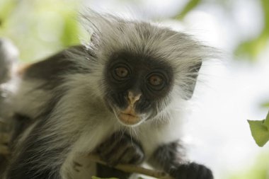 Kirk's Red Colobus Monkey, (Procolobus kirkii) in the Jozani Forest Reserve, Zanzibar, Tanzania. A leaf eating monkey named after Sir John Kirk who first identified the species. Approx. 1600 to 3000 individuals survive today.
