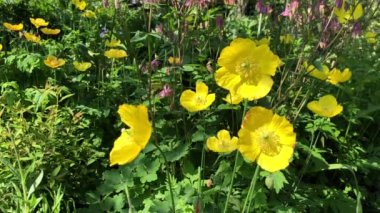 Birleşik Krallık 'ta baharda bir bahçede çiçek açan Galli gelincikler