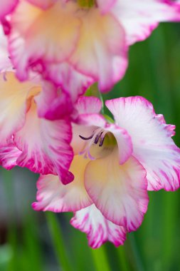 Ağustos 'ta İngiltere, İngiltere' de bir bahçede pembe Gladioli çiçeği